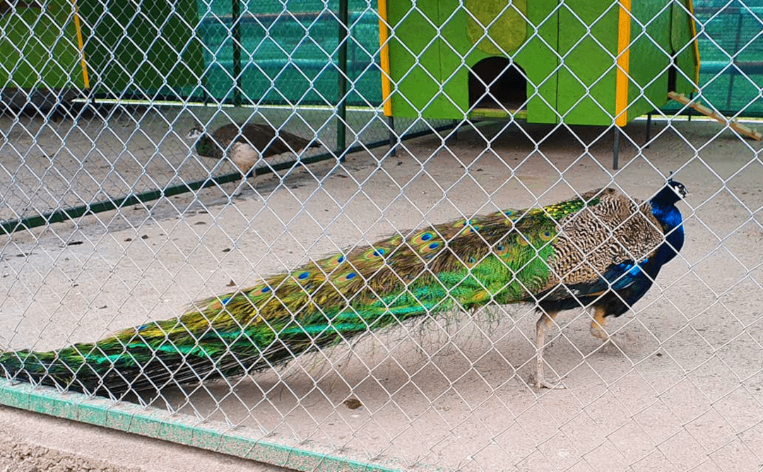 zoo7