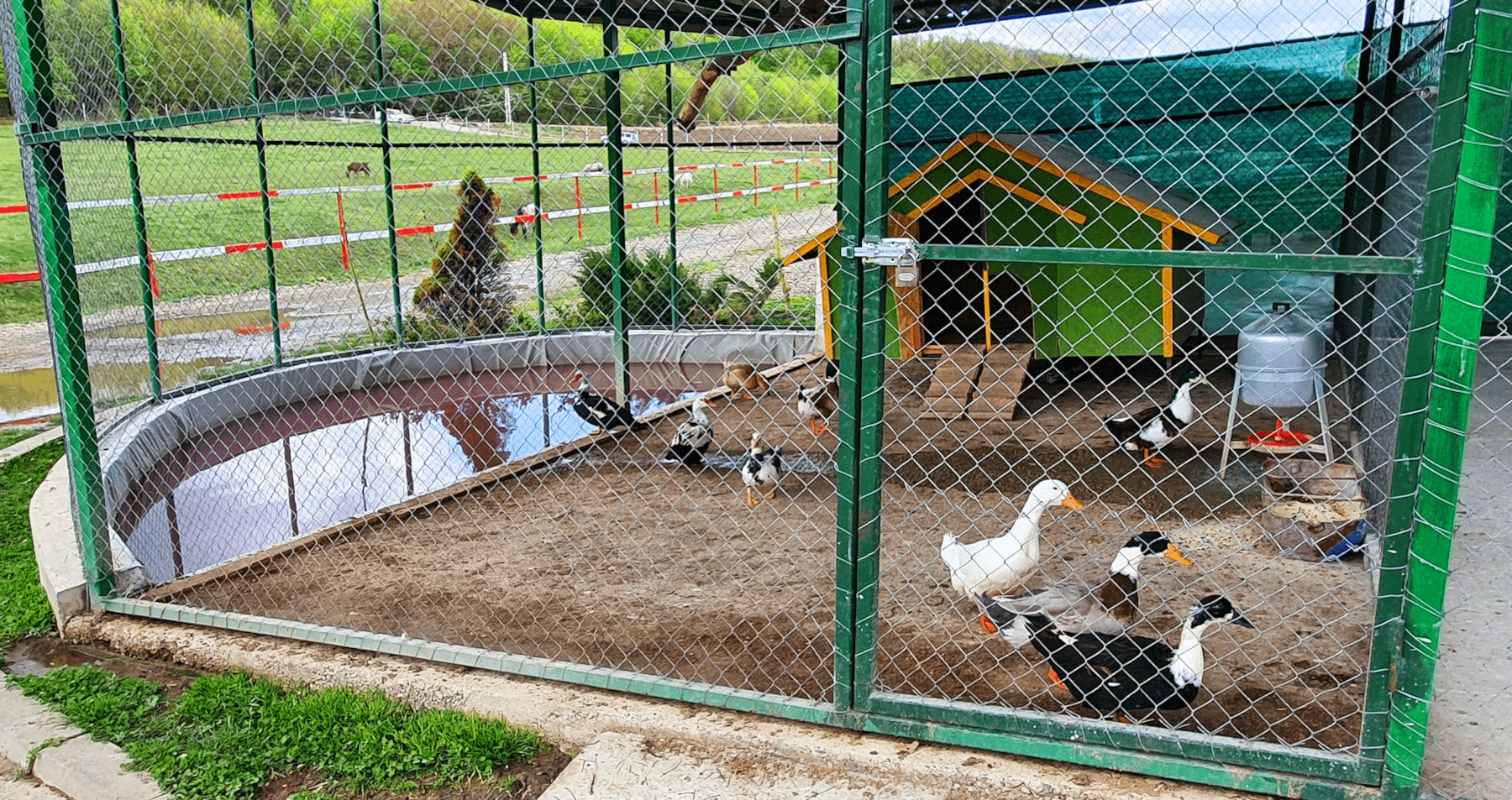 zoo13