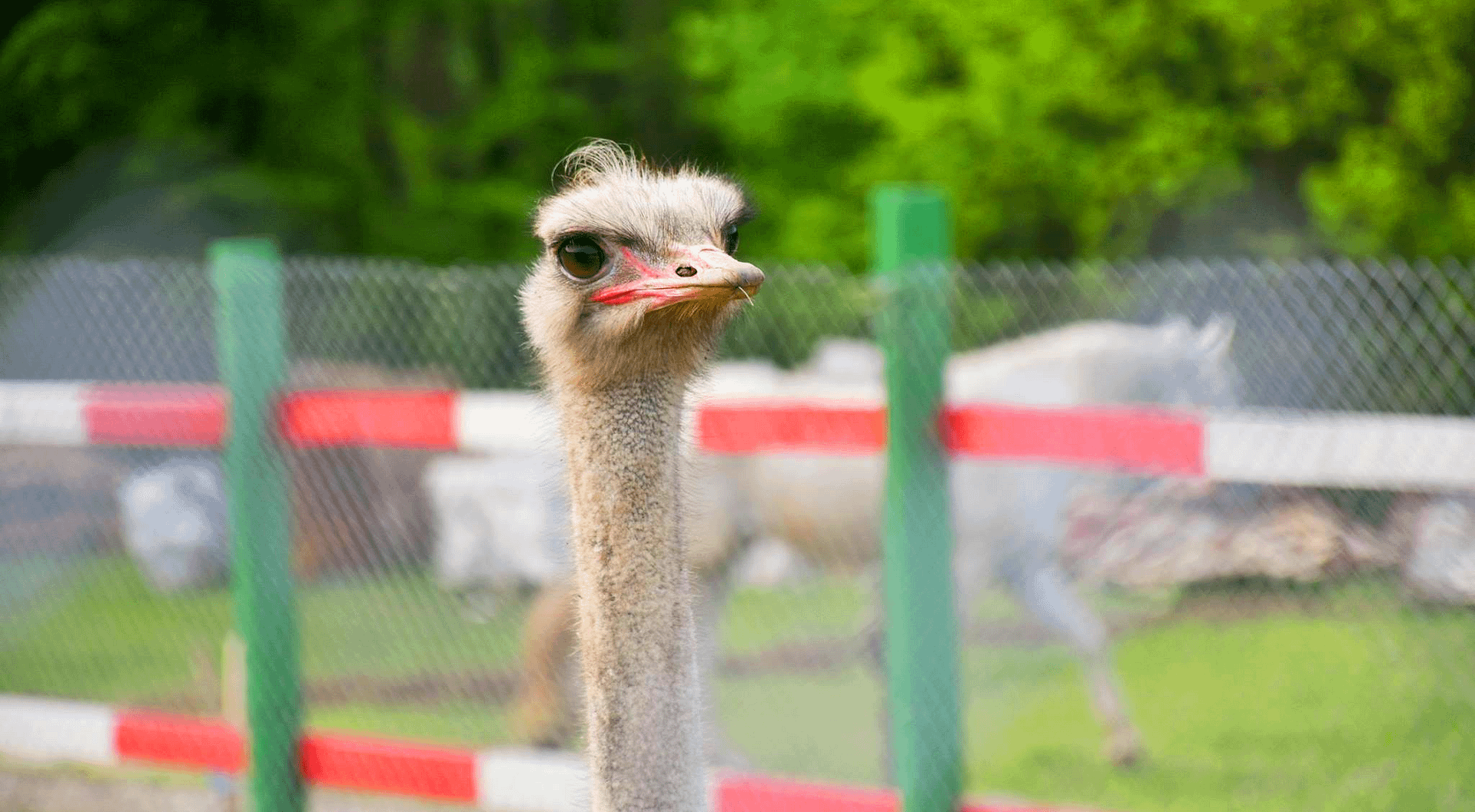 zoo3